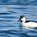 Bufflehead × Common Goldeneye - Photo (c) Cole Gaerber, some rights reserved (CC BY-NC), uploaded by Cole Gaerber