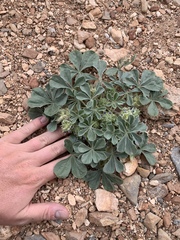 Pediomelum castoreum