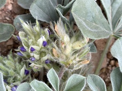 Pediomelum castoreum