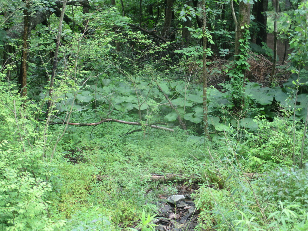 Petasites japonicus, Hillsborough County, US-NH, US