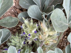 Pediomelum castoreum