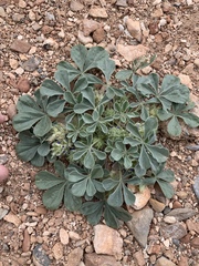 Pediomelum castoreum