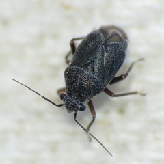Sixeonotus bebbiae