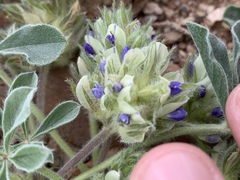 Pediomelum castoreum