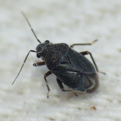 Sixeonotus bebbiae