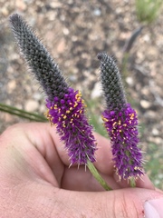 Dalea searlsiae