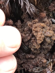 Callithamnion pikeanum