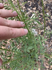 Dalea searlsiae