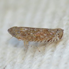 Scaphytopius irroratus