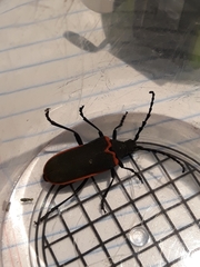 Desmocerus californicus