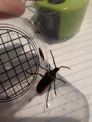 Desmocerus californicus