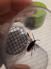 Desmocerus californicus