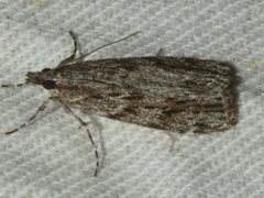 Scoparia syntaracta