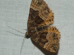 Chrysolarentia lucidulata