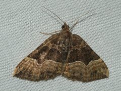 Chrysolarentia lucidulata