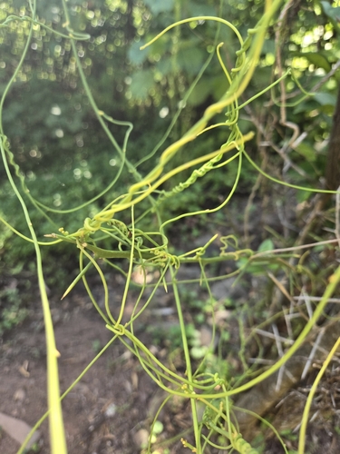 Cassytha filiformis observed 2024-06-19