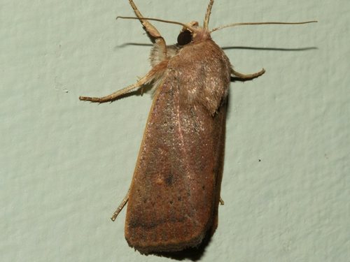 Proteuxoa porphyrescens Lower, 1902