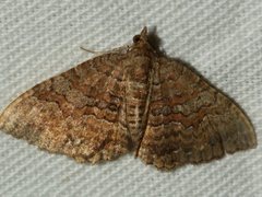 Chrysolarentia bichromata