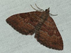 Chrysolarentia bichromata