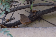 Troglodytes aedon audax