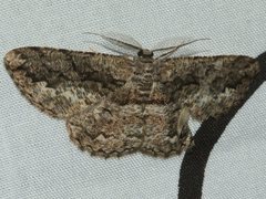 Scioglyptis canescaria