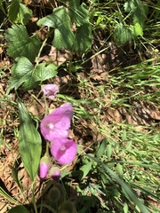 Sidalcea glaucescens