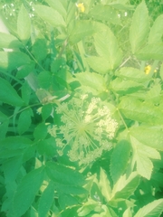 Angelica atropurpurea