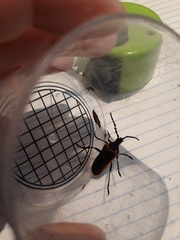 Desmocerus californicus