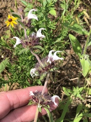 Monarda clinopodioides