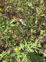 Monarda clinopodioides