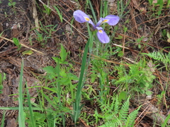 Iris tridentata