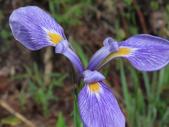 Iris tridentata
