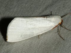 Thalaina selenaea