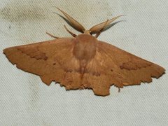 Monoctenia falernaria