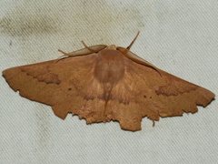 Monoctenia falernaria