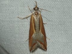 Arotrophora arcuatalis