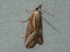 Arotrophora arcuatalis