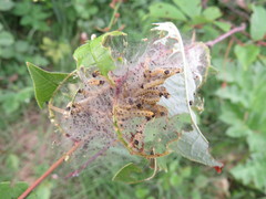 Yponomeuta evonymella