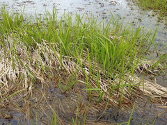Zizania latifolia