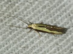 Opogona stenocraspeda