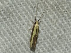 Opogona stenocraspeda