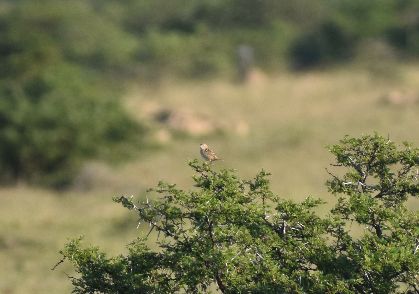Wing-snapping Cisticola (Cisticola ayresii), photo 1