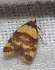 Callithauma callianthes