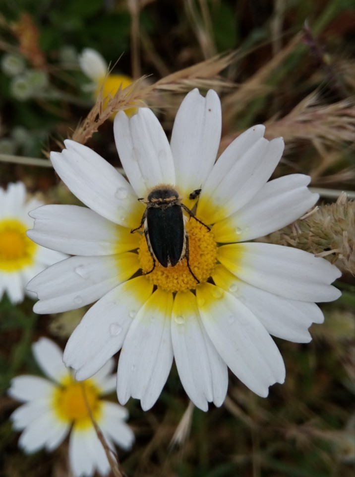 Anthypna