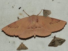 Monoctenia falernaria