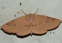 Monoctenia falernaria