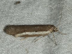 Philobota acropola