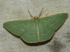 Chlorocoma melocrossa