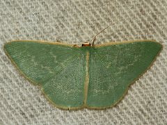 Chlorocoma melocrossa