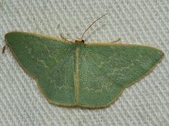 Chlorocoma melocrossa